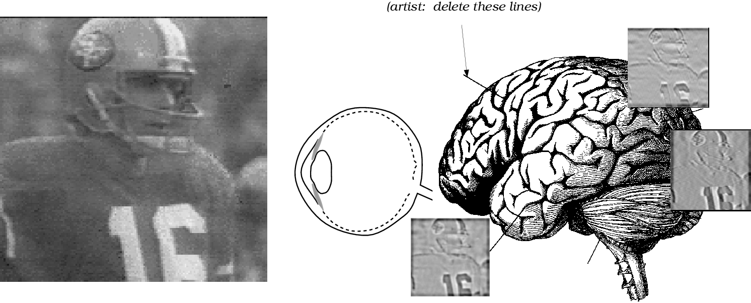 The neural image is a psychophysical construct